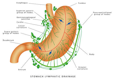 Lymphatic drainage of the stomach. Human Anatomy - Stomach Nodes Anatomy. Stomach Lymphatic system Lymph node Lymphatic vesselのイラスト素材
