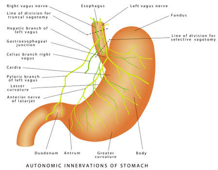 Nerves of stomach. Autonomic Innervations of Stomach. Nerve supply to the stomach. Stomach anatomy of the human internal digestive organ.