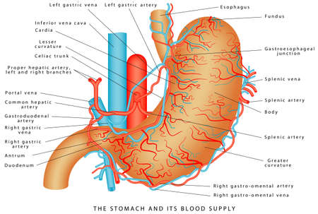 The Stomach and its Blood Supply. Stomach Vasculature. Stomach anatomy of the human internal digestive organ. Parts of the stomach on white background.のイラスト素材