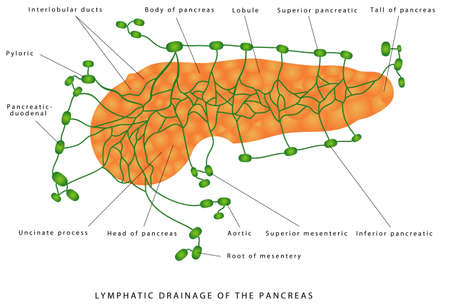 Pancreas - lymphatic drainage. Anatomy and Histology of the Pancreas. Lymph Vessels and Nodes of Pancreas. Pancreatic Lymph System. Anatomy of The Pancreas on white backgroundのイラスト素材
