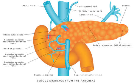 Veins of pancreas. Venous Drainage from the Pancreas. Pancreatic venous drainage. Anatomy and Functions of the Pancreas on white backgroundのイラスト素材