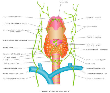 Lymph nodes of the neck. Anterior Cervical Lymph Nodes. Lymphatic Pathways of lymphatic drainage of the neck. Lymphatic Drainage of thyroid gland. Anatomy of the neck, larynx and thyroid glandのイラスト素材