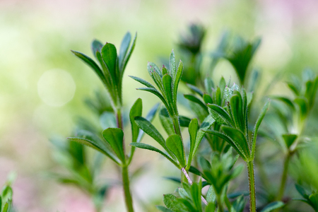 Galium aparine cleavers, clivers, goosegrass, catchweed, stickyweed, robin-run-the-hedge, sticky willy, sticky willow, stickyjack, stickeljack, and grip grassの写真素材