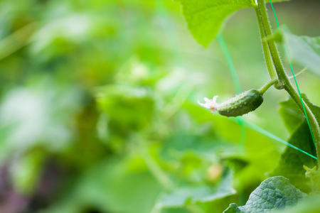 Cucumber Cucumis sativus in the vegetable garden with ovary onstalk with leaves. Cucumber in garden is tied up on trellis. Close-up.の写真素材