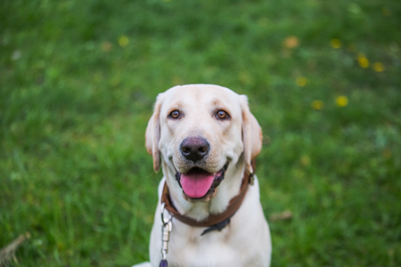 Smiling Labrador Retriever, also Labrador, labradorite for a walk closed his eyes.の写真素材