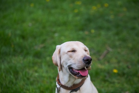 Smiling Labrador Retriever, also Labrador, labradorite for a walk closed his eyes.の写真素材
