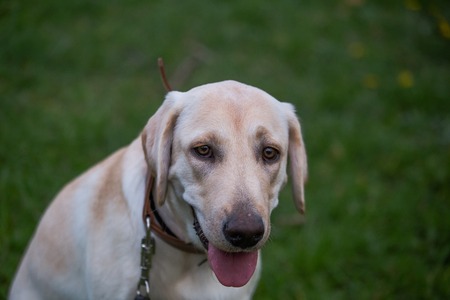 Smiling Labrador Retriever, also Labrador, labradorite for a walk closed his eyes.の写真素材