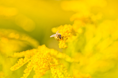 Solidago, goldenrod yellow flowers in summer. Lonely bee sits on a yellow flowering goldenrod and collects nectarの写真素材