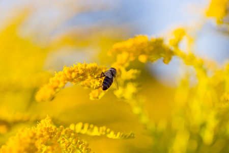 Solidago, goldenrod yellow flowers in summer. Lonely bee sits on a yellow flowering goldenrod and collects nectarの写真素材
