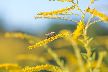 Solidago, goldenrod yellow flowers in summer. Lonely bee sits on a yellow flowering goldenrod and collects nectarの写真素材