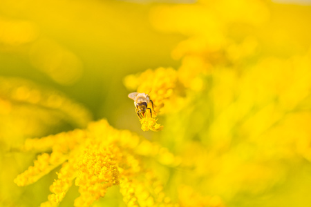 Solidago, goldenrod yellow flowers in summer. Lonely bee sits on a yellow flowering goldenrod and collects nectarの写真素材
