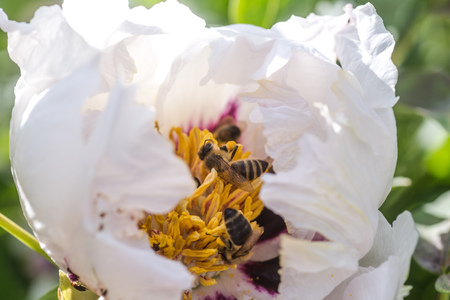 Bees collect pollen from Paeonia suffruticosa, tree peony or paeony flower. There are many bees inside the flower.の写真素材