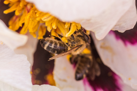 Bees collect pollen from Paeonia suffruticosa, tree peony or paeony flower. There are many bees inside the flower.の写真素材