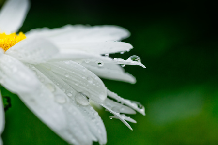 Leucanthemum maximum Shasta daisy, max chrysanthemum, Crazy Daisy, daisy wheel, daisy chain, chamomel, gang bang in the garden in the flowerbed. One flowers of large white chamomile with drops of dew or rain on petals.の写真素材