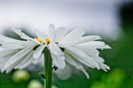 Leucanthemum maximum Shasta daisy, max chrysanthemum, Crazy Daisy, daisy wheel, daisy chain, chamomel, gang bang in the garden in the flowerbed. One flowers of large white chamomile with drops of dew or rain on petals.の写真素材