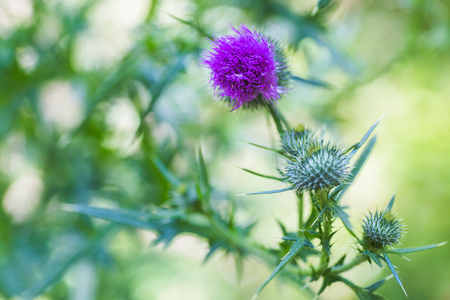 Carduus or plumeless thistles purple flower close-up on thorns background. Honey plants of Europe.の写真素材