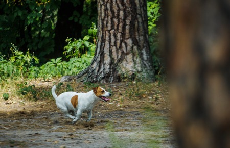 Jack Russell Terrier runs along the forest path. A dog on a walk among the trees.の写真素材