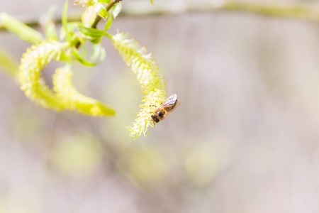 Risen blooming inflorescences male flowering catkin or ament on a Salix alba white willow in early spring before the leaves. Collect pollen from flowers and buds. Honey plants Europe.の写真素材