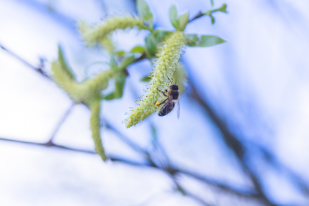 Risen blooming inflorescences male flowering catkin or ament on a Salix alba white willow in early spring before the leaves. Collect pollen from flowers and buds. Honey plants Europe.の写真素材
