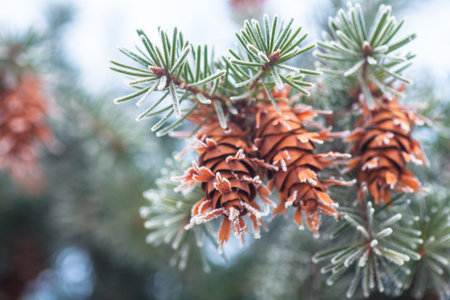 Mature cone on Branch of blue fir-tree blue, green, white, Colorado blue spruce, Picea pungens covered with hoarfrost. New Years Bekraund. Place for a copy-paste.の写真素材