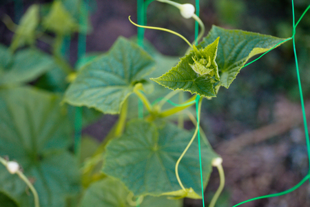 Top cucumber Cucumis sativus sprout with young leaves and antennae Cucumber in garden is tied up on trellis.の写真素材
