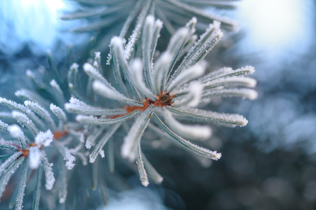 Branch of blue fir-tree blue, green, white, Colorado blue spruce, Picea pungens covered with hoarfrost. New Year's Bekraund. Place for a copy-paste.の写真素材