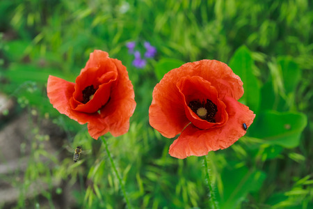 Two red poppies with a bee on a petalの写真素材