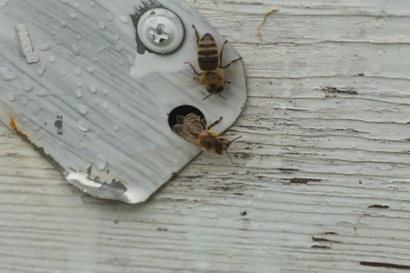 From beehive entrancebees creep out. Honey-bee colony guards the hive from looting honeydew. The bees return to the beehive after the honeyflow. Bee-guard in the beehive entrance. Swarm hived readilyの写真素材