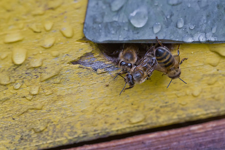 From beehive entrancebees creep out. Honey-bee colony guards the hive from looting honeydew. The...