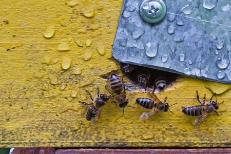 From beehive entrancebees creep out. Honey-bee colony guards the hive from looting honeydew. The bees return to the beehive after the honeyflow. Bee-guard in the beehive entrance. Swarm hived readilyの写真素材