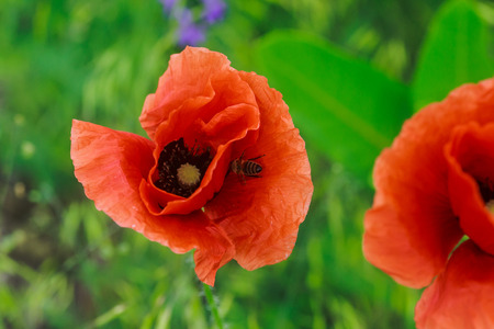 Red Poppies flowers bloom in garden in sunlight.の写真素材