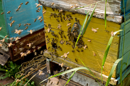Many honey bees near the tap on a yellow hiveの写真素材