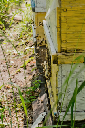 From beehive entrancebees creep out. Honey-bee colony guards the hive from looting honeydew. The bees return to the beehive after the honeyflow. Bee-guard in the beehive entrance. Swarm hived readilyの写真素材