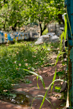 From beehive entrancebees creep out. Honey-bee colony guards the hive from looting honeydew. The bees return to the beehive after the honeyflow. Bee-guard in the beehive entrance. Swarm hived readilyの写真素材