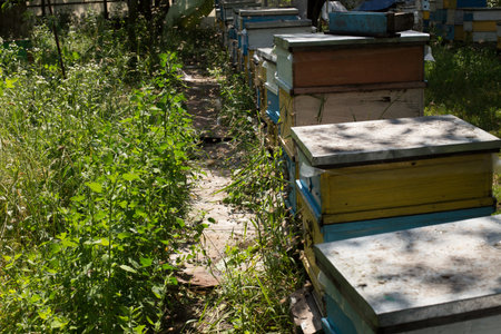 From beehive entrancebees creep out. Group of wooden beehives in a snowy winter garden beetween...