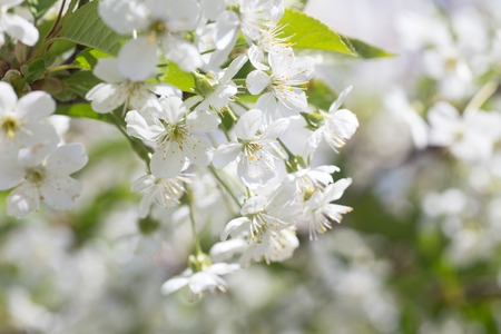 white flowers cherry tree. white flowers cherry tree. Flowers cherry tree blossomed. Honey and medicinal plants Ukraine. Flowering fruit trees.の写真素材