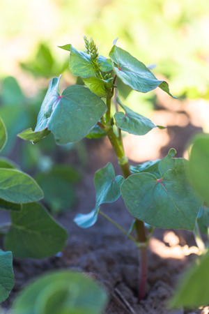 Buckwheat, Fagopyrum esculentum, Japanese buckwheat and silverhull buckwheat shoots with buds on the field.の写真素材
