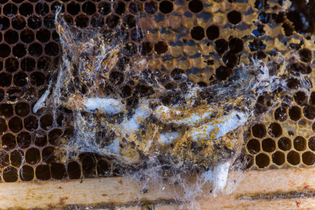 a brownish moth that lays its eggs in beehives. The caterpillars cover the combs with silken tunnels and feed on beeswaxの写真素材