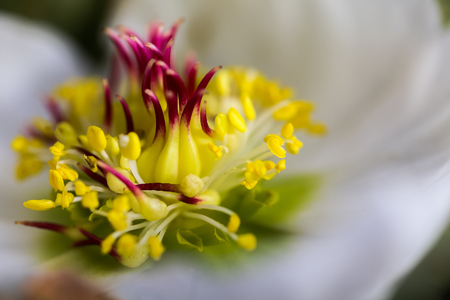 hellebore, hellebores, Helleborus flowering plants in the family Ranunculaceae. Pistils and stamens of a flower close-upの写真素材