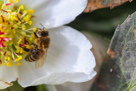 Honey bee collects nectar and pollen in early spring from hellebore, hellebores, Helleborus flowering plants in the family Ranunculaceae. Pistils and stamens of a flower close-upの写真素材