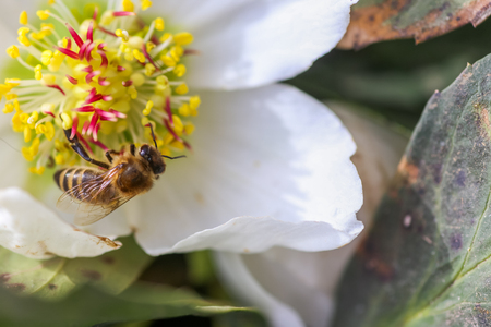 Honey bee collects nectar and pollen in early spring from hellebore, hellebores, Helleborus flowering plants in the family Ranunculaceae. Pistils and stamens of a flower close-upの写真素材