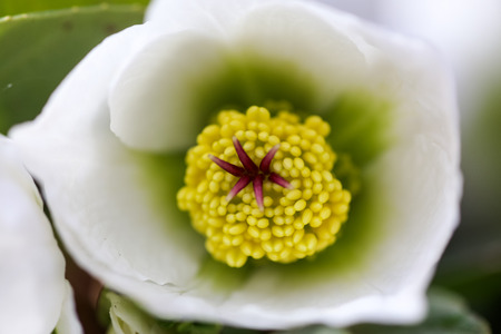 hellebore, hellebores, Helleborus flowering plants in the family Ranunculaceae. Pistils and stamens of a flower close-upの写真素材