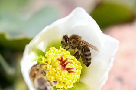 Honey bee collects nectar and pollen in early spring from hellebore, hellebores, Helleborus flowering plants in the family Ranunculaceae. Pistils and stamens of a flower close-upの写真素材