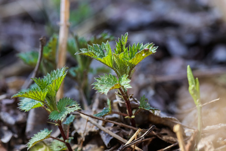 Urtica dioica, often called common nettle, stinging nettle, or nettle leaf, a young plant in a forest in a clearing. The first sprouts of young nettle in March. The first spring vitamins. Ingredient of vitamin salad.の写真素材