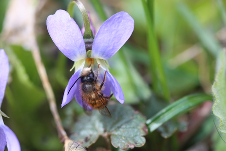 Osmia rufa or Osmia bicornis, red mason bee - wild bee on Viola odorata or wood violet, sweet, English, common, florist's or garden violet, Banafsa, Banafsha or Banaksa.の写真素材