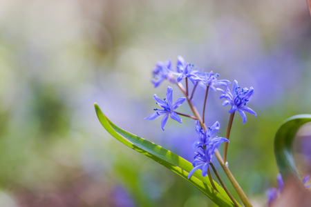 Blue flowers of the Scilla Squill blooming in April. Bright spring flower of Scilla Bifolia closeup - Bluebells in a spring forest, macro shot with green soft light and blurred background.の写真素材