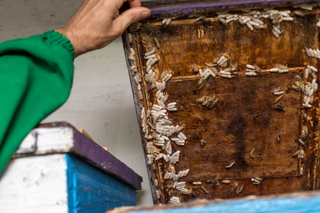 beekeeper opens the lid of the hive of the hive, the wax moth is infected.の写真素材