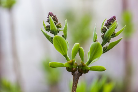 Two inflorescences of lilac buds close-up. blossoming lilac. first spring flowering bushes.の写真素材
