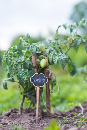 Tomato bush in the garden. Green young fruits of a tomato. A plate with a tomato pointer near a bush.の写真素材