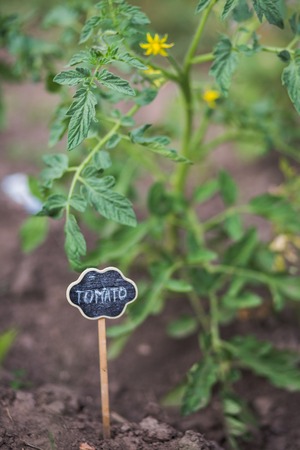 Tomato bush in the garden. Green young fruits of a tomato. A plate with a tomato pointer near a bush.の写真素材